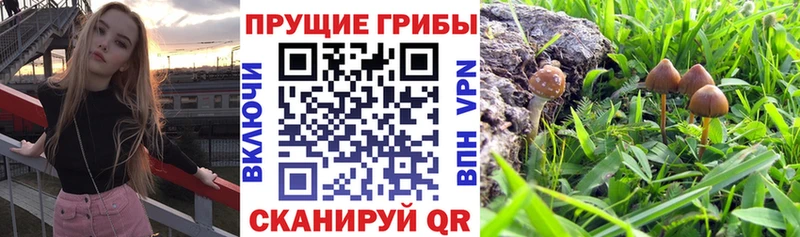 Псилоцибиновые грибы ЛСД Чудово